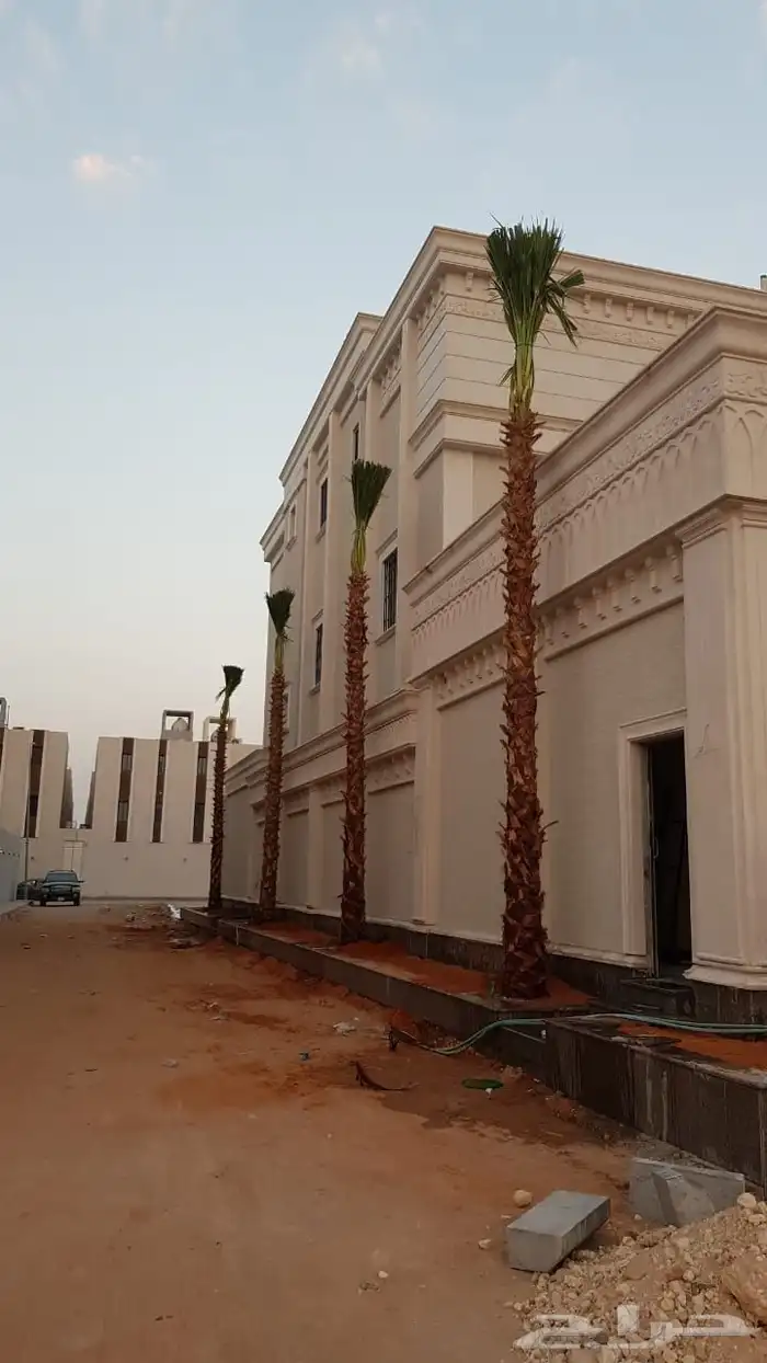 للبيع نخيل الزينه الواشنطونياء الامريكي 1