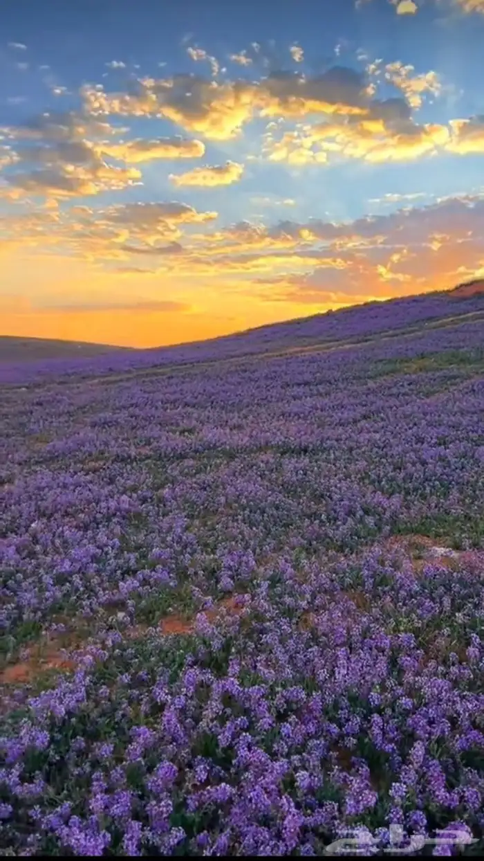 بكج بذور ازهار الربيع و الوسمي البرية عرض خاص 3