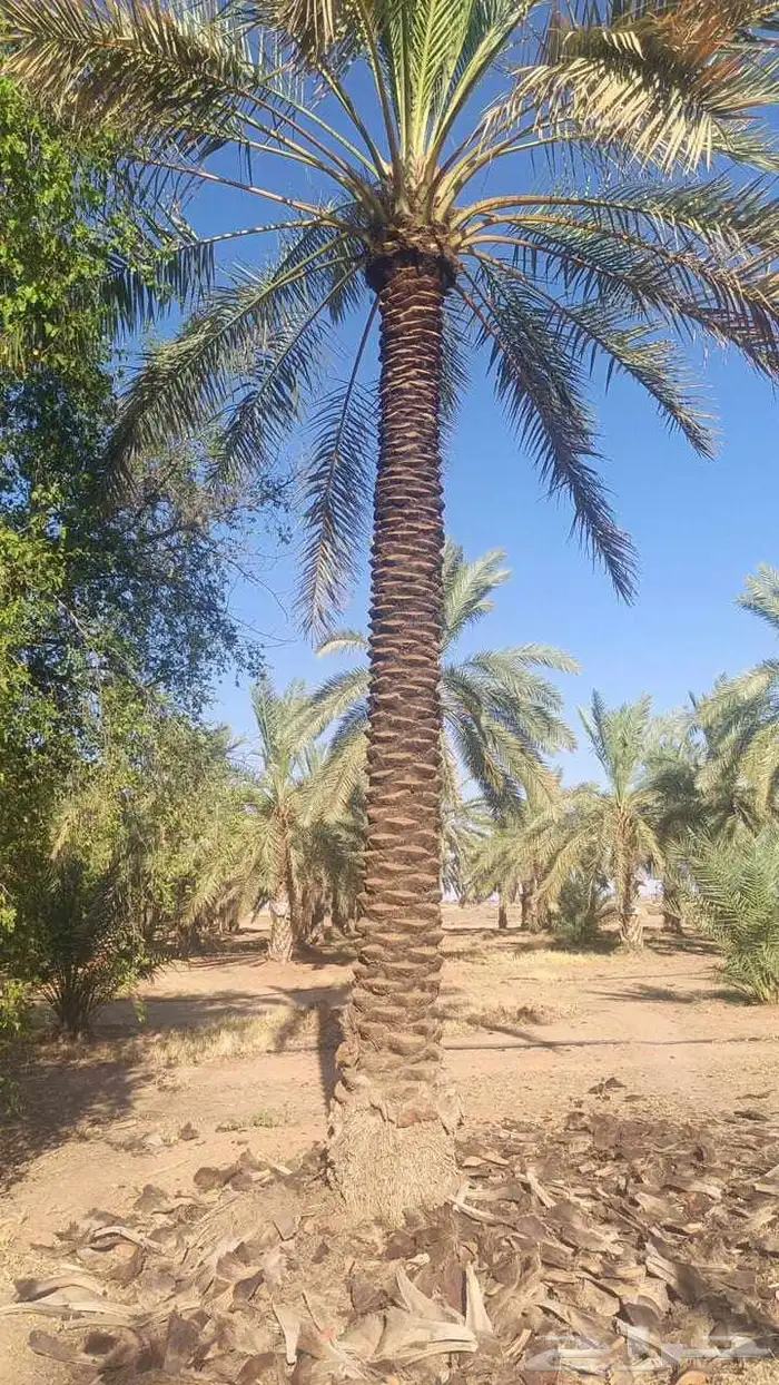 بيع نخل طول 4 متر 5متر  رب جاھز 0