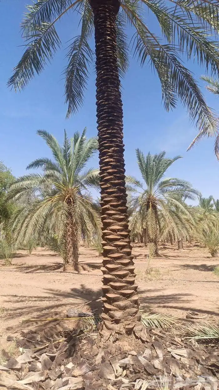 بيع نخل طول 4 متر 5متر  رب جاھز 3