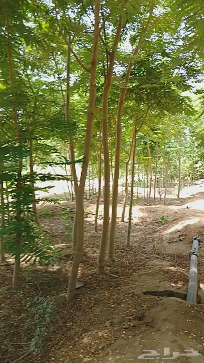 Hassan Qarni Nursery for Bulk Agriculture Plant Pots and Bag 9