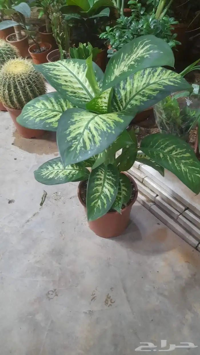 منسق حديق وتركيب جميع شبكات الري العادي والاتمتك 2