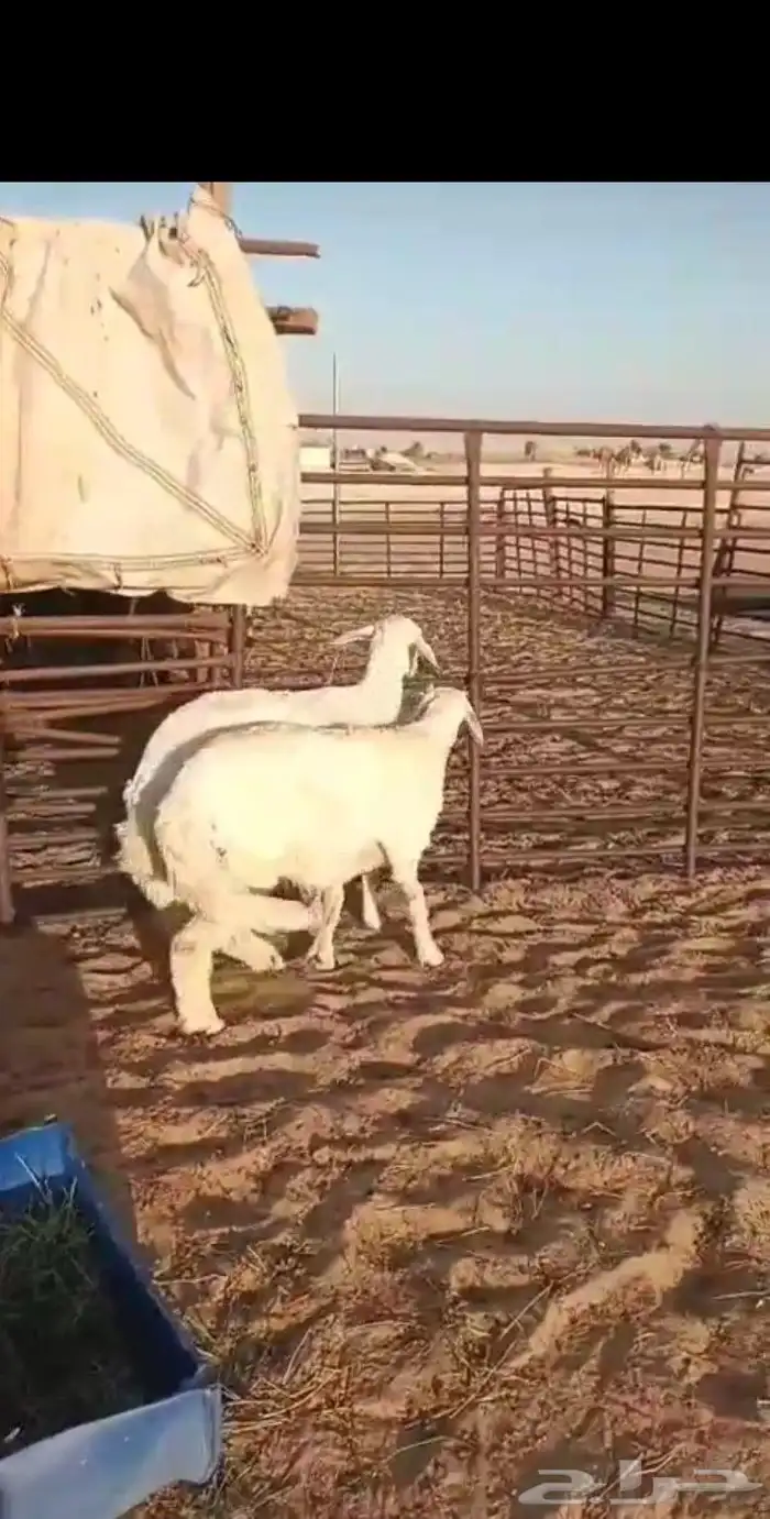 ذبايح حري فل الفل وثاني دون الفل بشي بسيط عمرها 4ونص الى5شهو 1