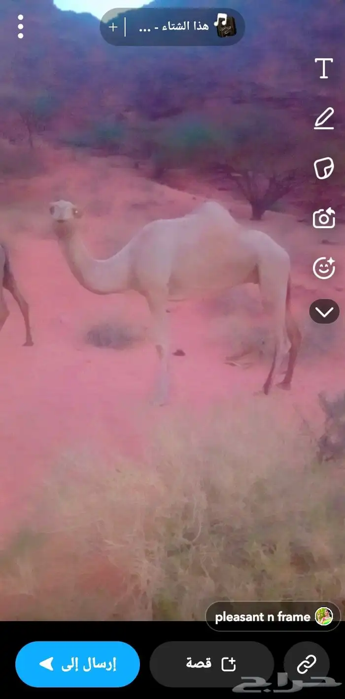 تبوك ناقه ذلول المليحاء للبيع 1