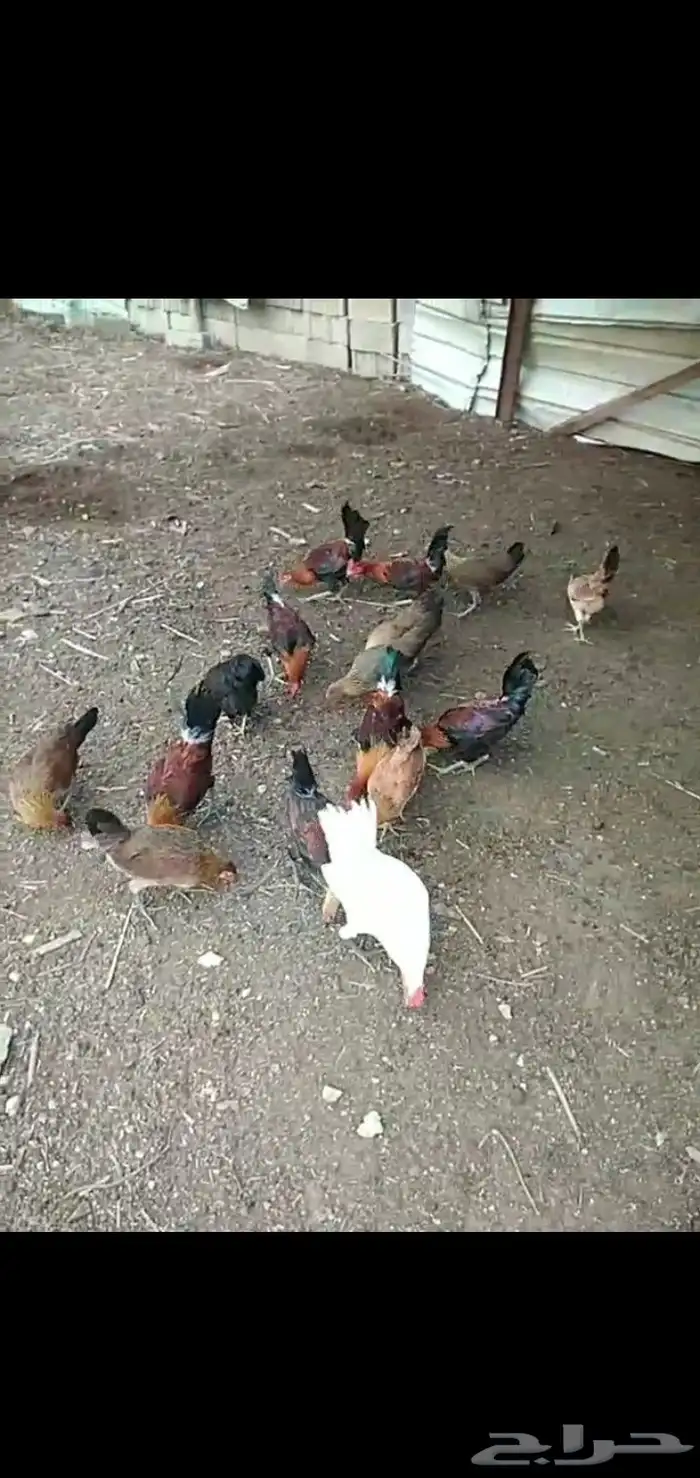 دجاج بلدي للبيع في العيدابي 0
