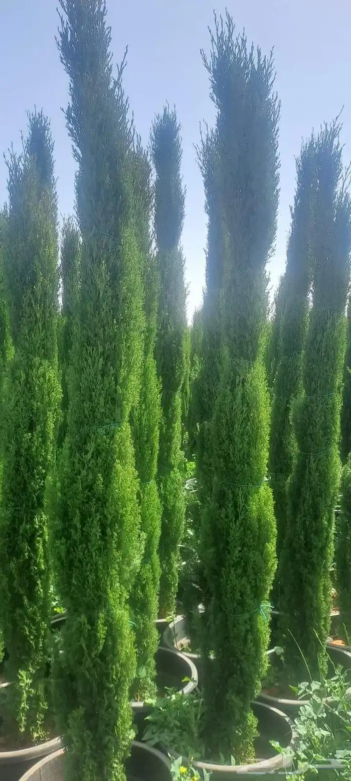 وشننطوني سروايطالي زيتون 9