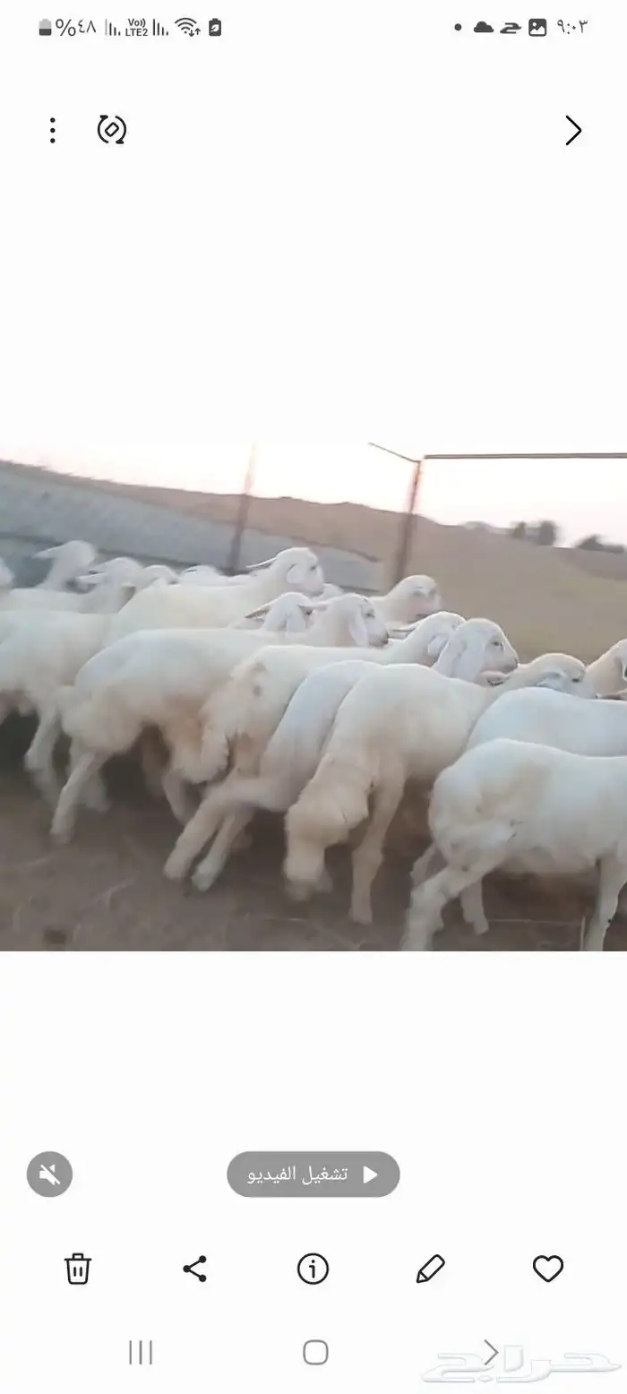 ز  النوع بهم حري   العدد   15 فيها 5رخال فقط 2