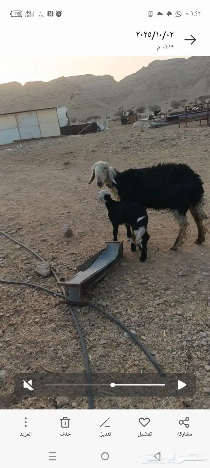 شاة نجديه متبع 3