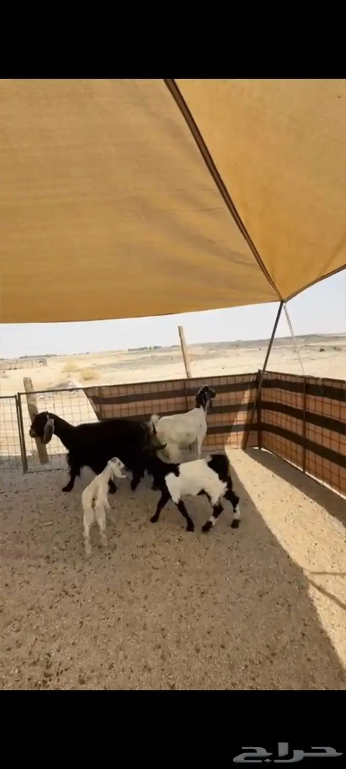 معزا خلفات 1