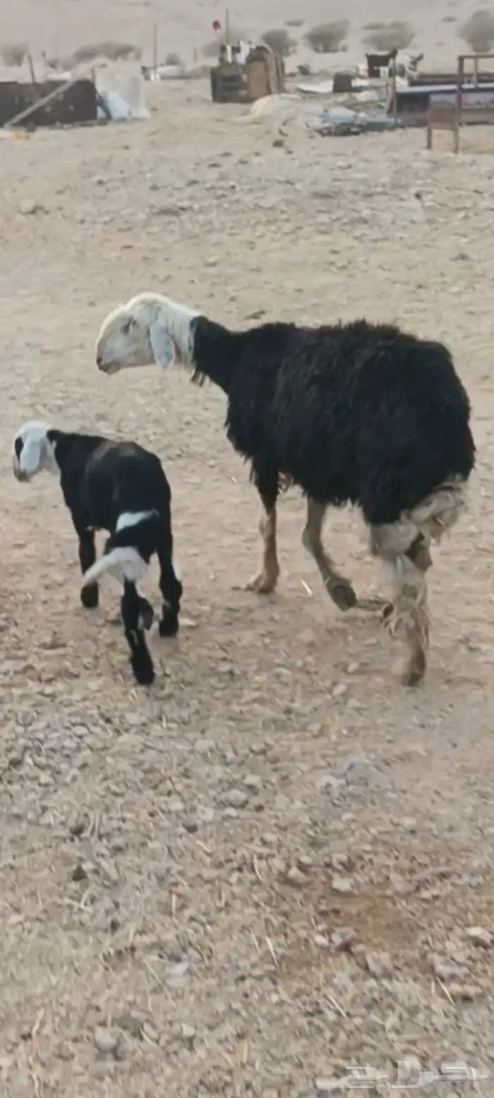 شاة نجديه متبع 0