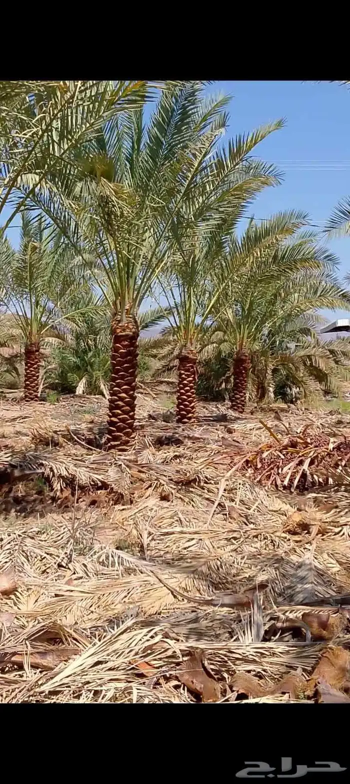نخل للبيع الرياض القصيم 0