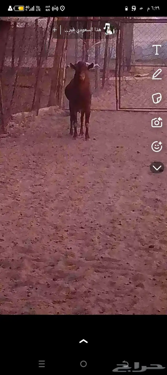 تيس فحل جنوبي 0