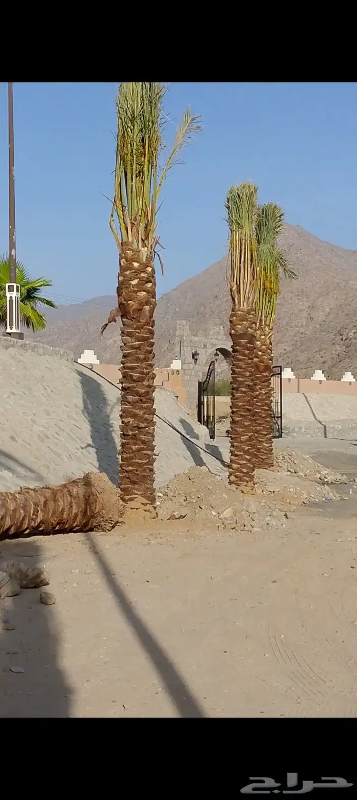 نخل للبيع الرياض القصيم 4
