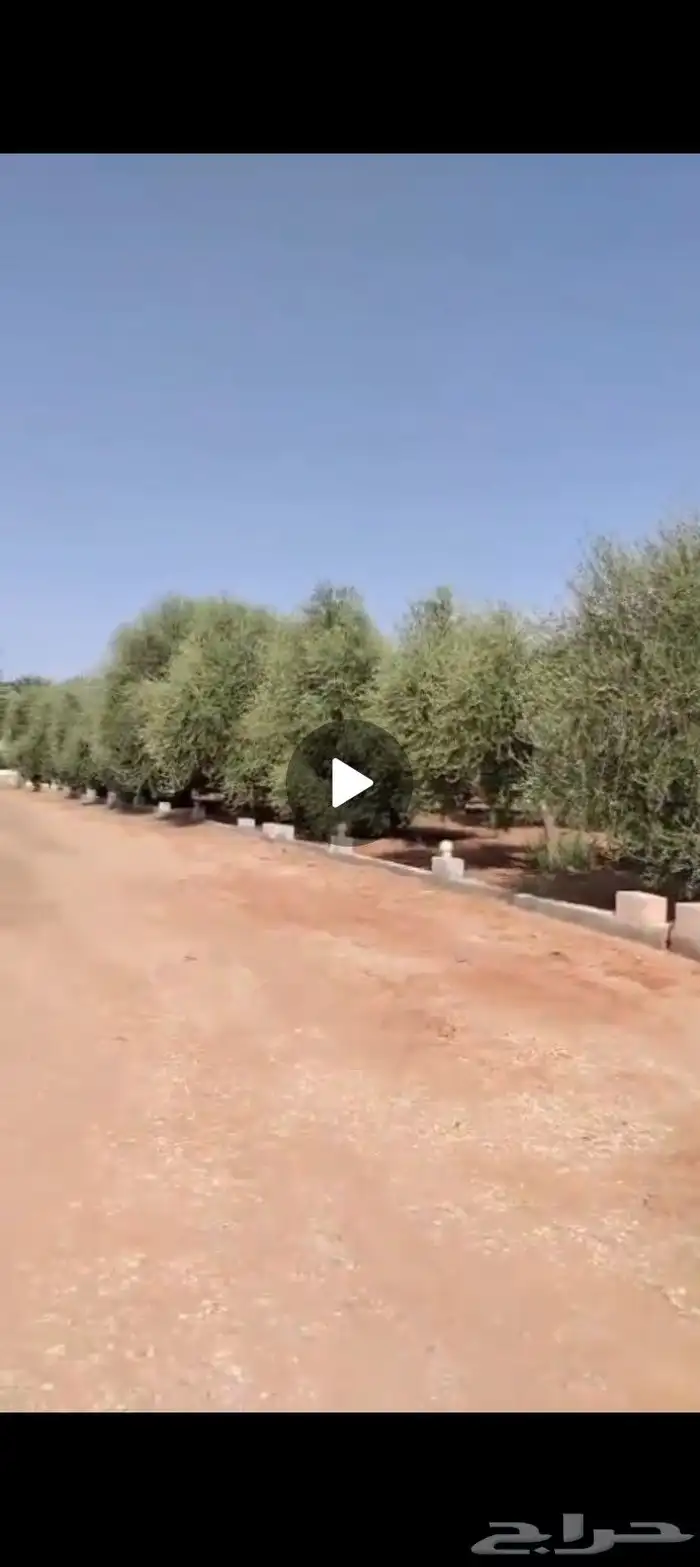 شجر الزيتون شجر السدر 0