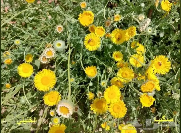 بكج بذور ازهار الربيع و الوسمي البرية عرض خاص 9