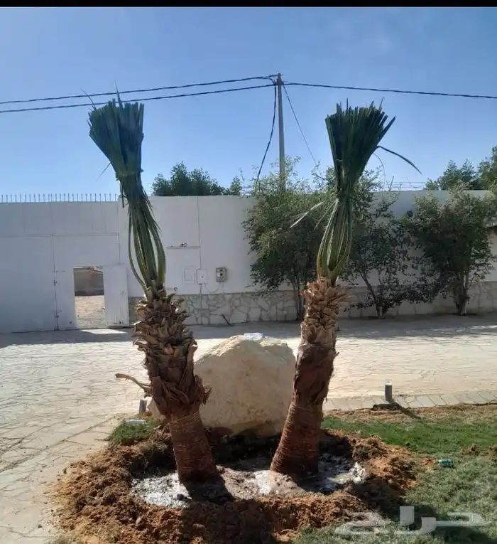 نخل للبيع ا 8