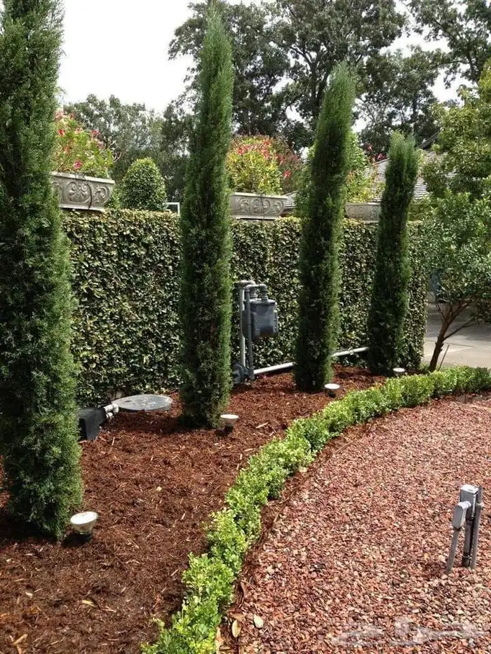 وشننطوني سروايطالي زيتون 7