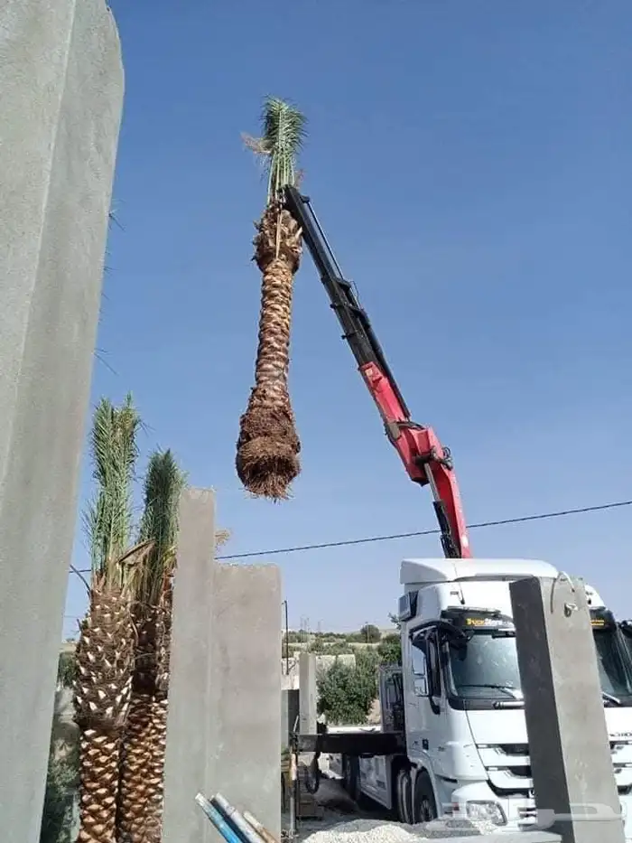 يوجد لدينا نخل عربي ووشنطني للبيع ج 5