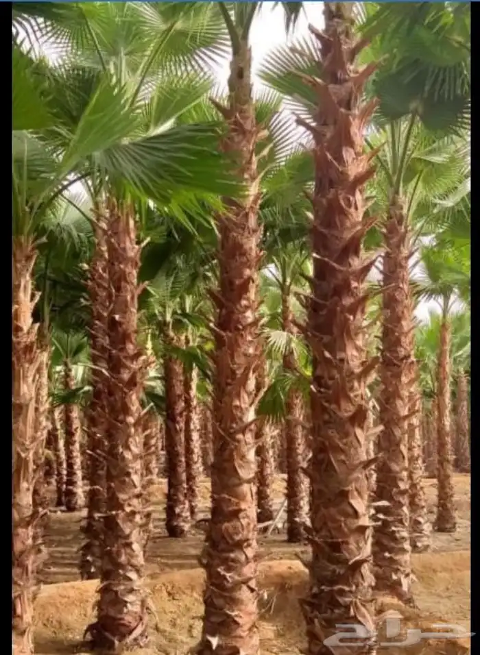 وشننطوني سروايطالي زيتون 0