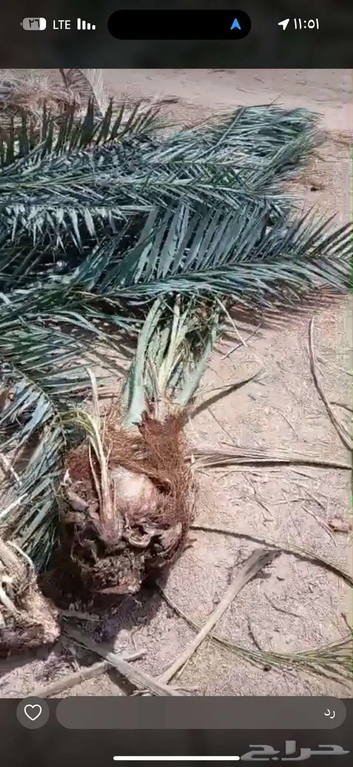 فسايل نخل نوايع برحي خلاص صقعي مجدول ونان 2