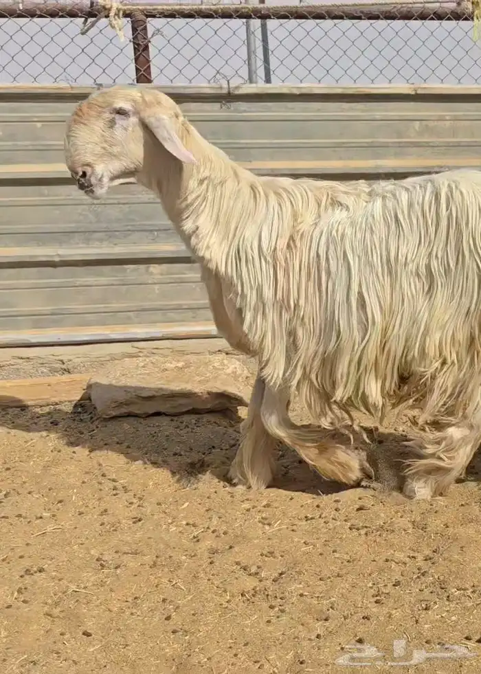 فحل نجدي صنف فاخر 0