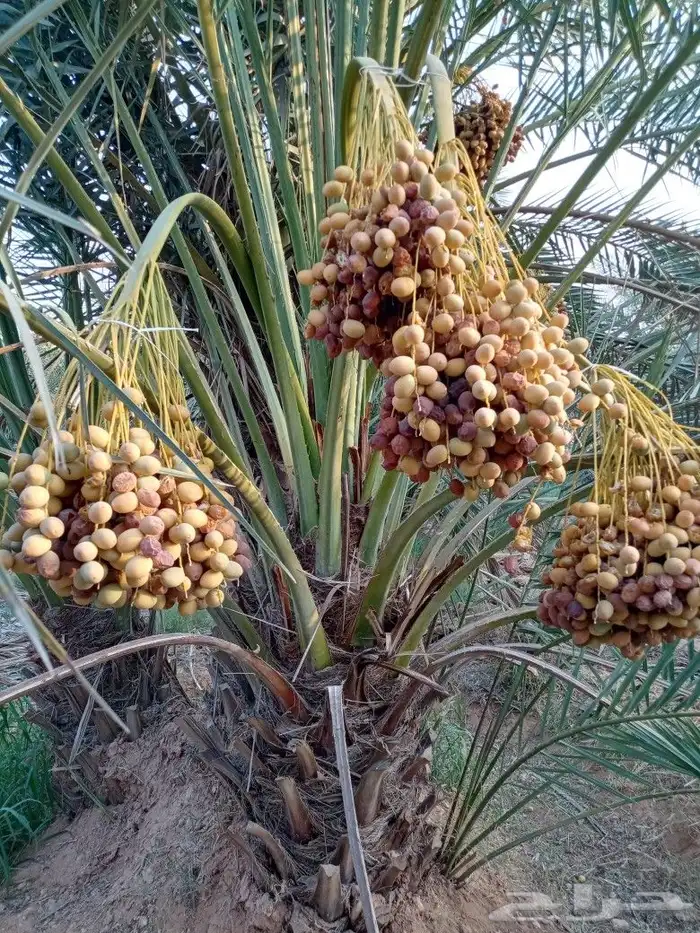 نخل للبيع مثمر صقعي مجدول اخلاص سكري برحي مجدول 0