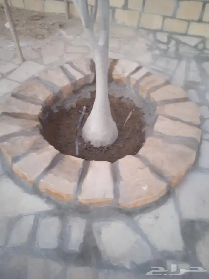 اشغال اتراث القديم 4