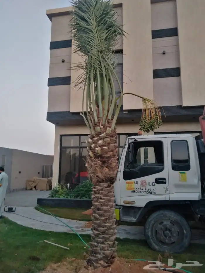 نخل للبيع نخيل مثمر خلاص صقعي سكري شيشي هلالي مجدول سلج غر د 9