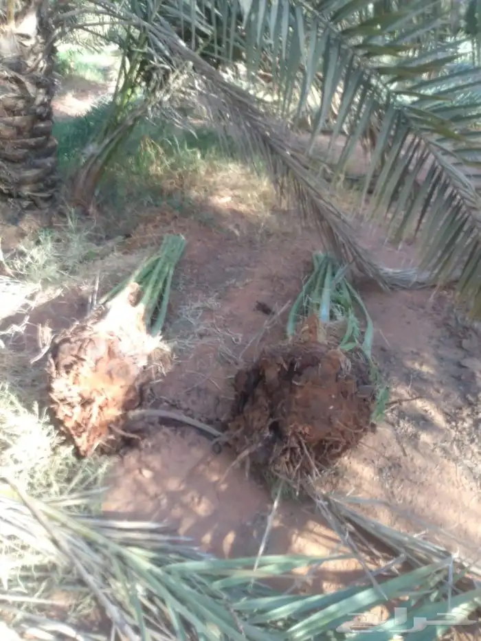 نقوم بقلع وغرس انخيل العربي جثايث نقايل فروخ تكريب جرد 1