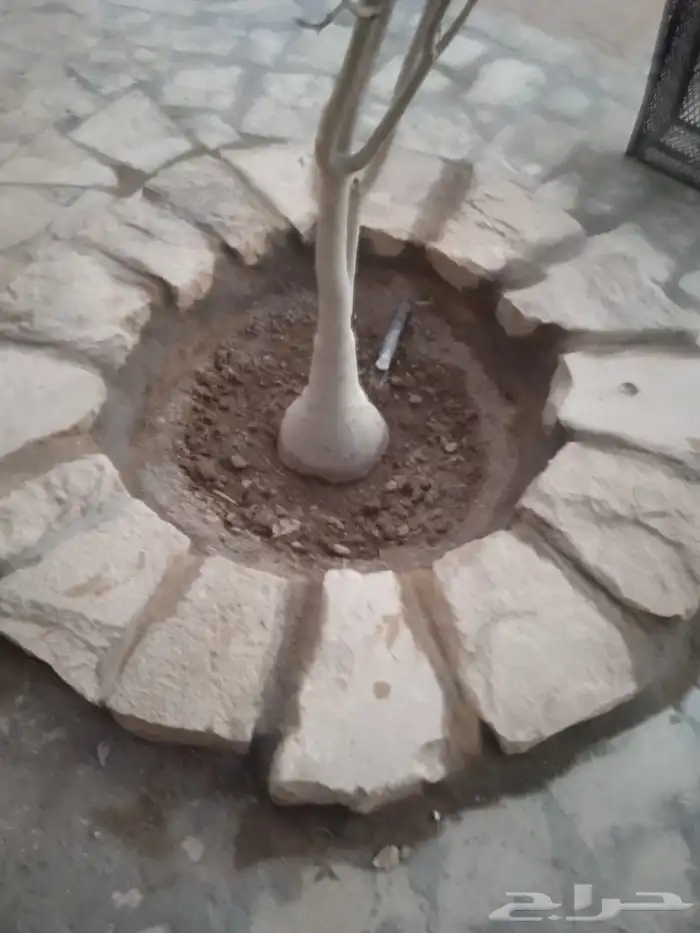 اشغال اتراث القديم 2