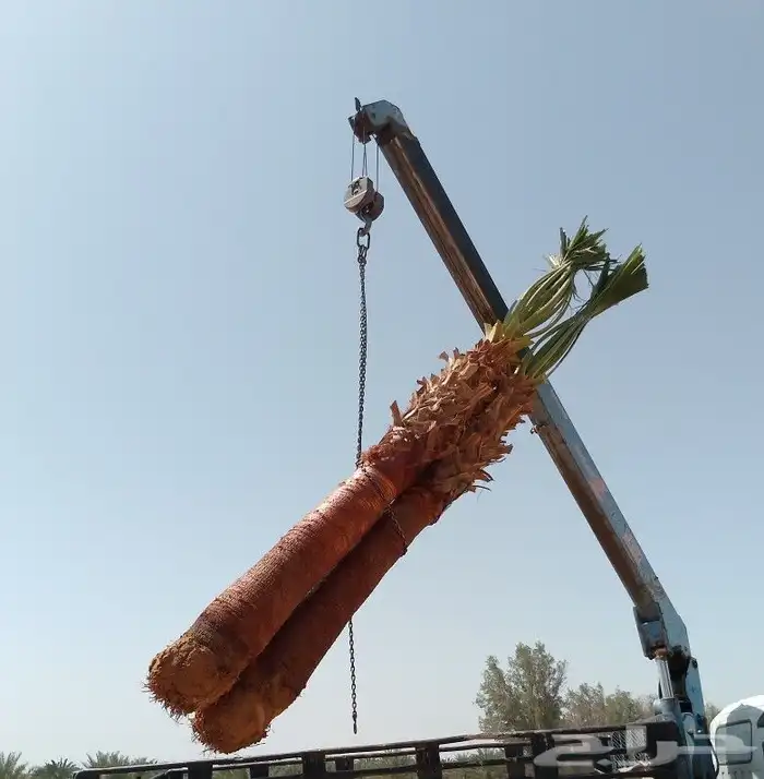 نخل واشنطن أمريكي ونخل عربي مثمر 0