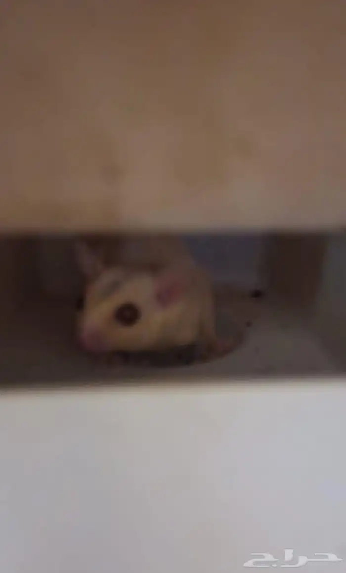 سناجب طائرة ذكر و أنثى 0