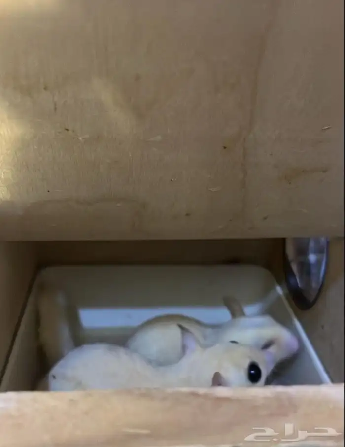 سناجب طائرة ذكر و أنثى 1