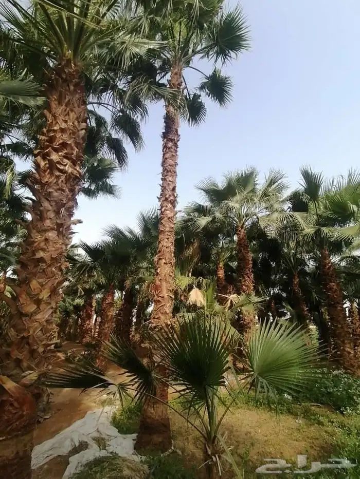نخيل مثمره صقعي مجدول برحي هلالي شيشي عجوه روثانه برني سلاطي 5