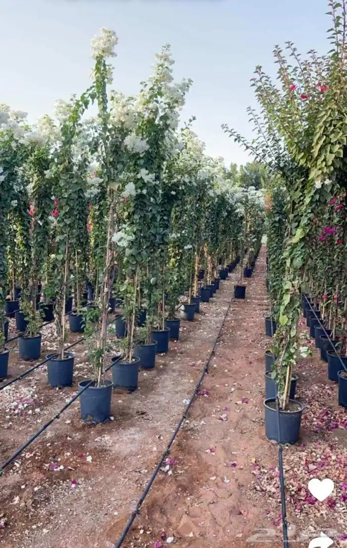 تنسق حدق مهندس محمد تركيب شبكات ري وجميع الاشجار 5