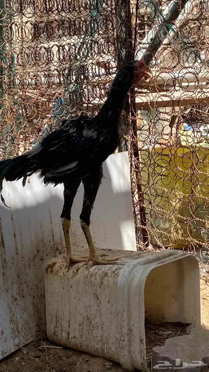 ديك سندي بيور 1