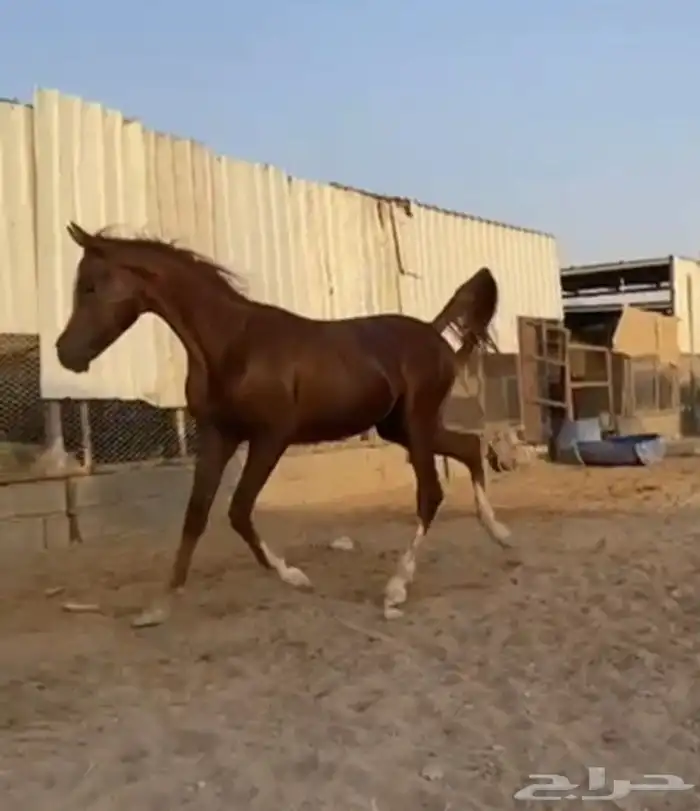مهر واهو 0