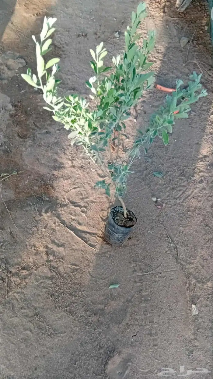 Hassan Qarni Nursery for Bulk Agriculture Plant Pots and Bag 2