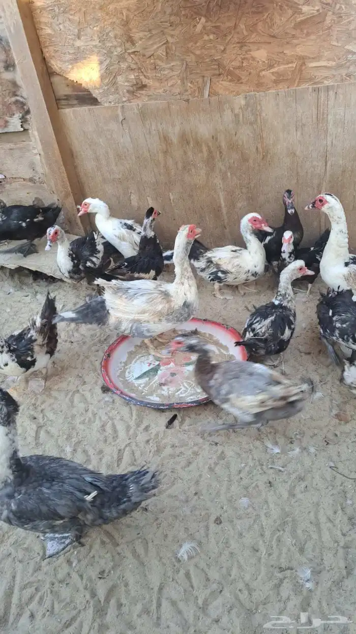 بط مسكوفي مصري منتج 1