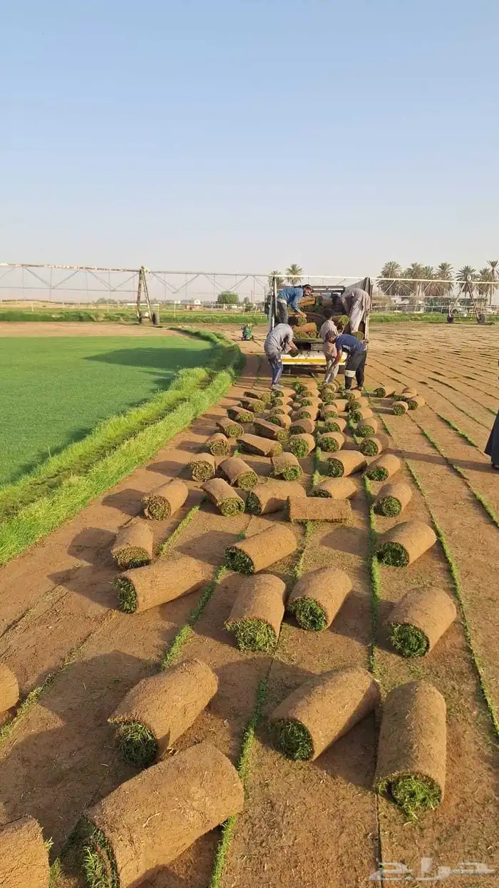 وشننطوني سروايطالي زيتون 6