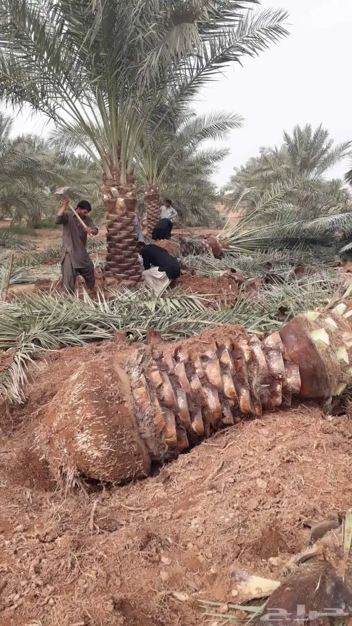 نخيل مثمره صقعي مجدول برحي هلالي شيشي عجوه روثانه برني سلاطي 4