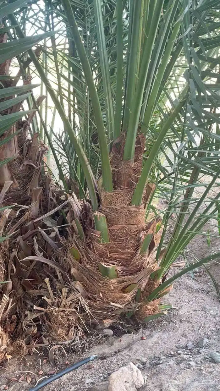 نخل فسائل احجام ما شاء الله تبارك الله تبارك كبار 4