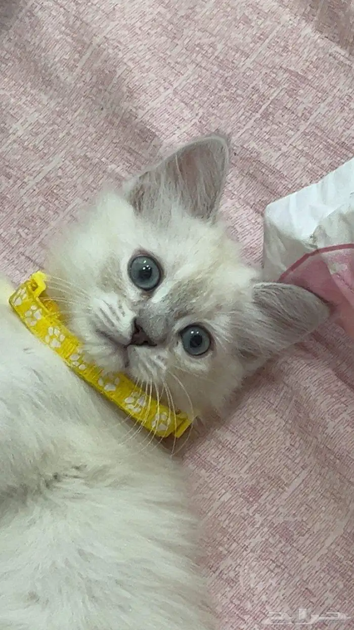 قطه للبيع قطه للبيع 0