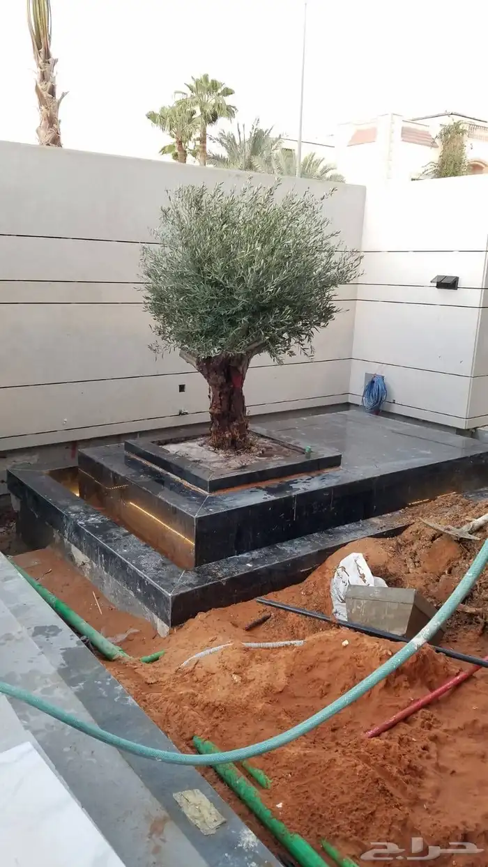 وشننطوني سروايطالي زيتون 5