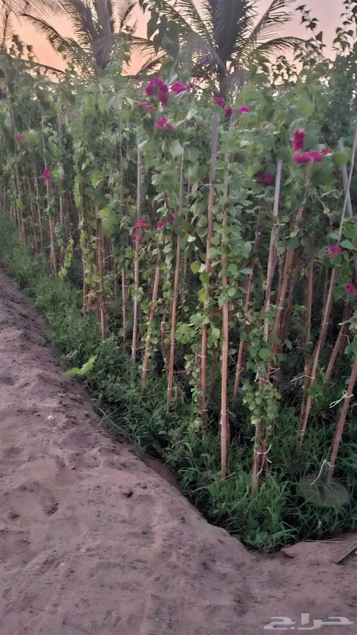 Hassan Qarni Nursery for Bulk Agriculture Plant Pots and Bag 3