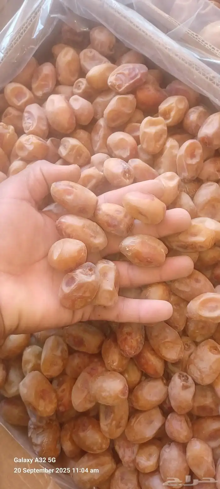 تمور 3