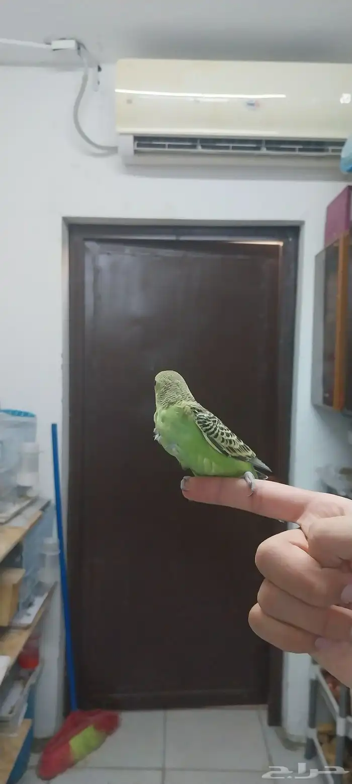 فرخ بادجي 4