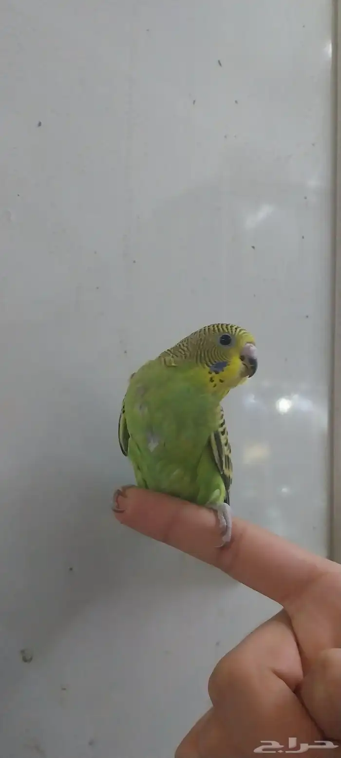 فرخ بادجي 3