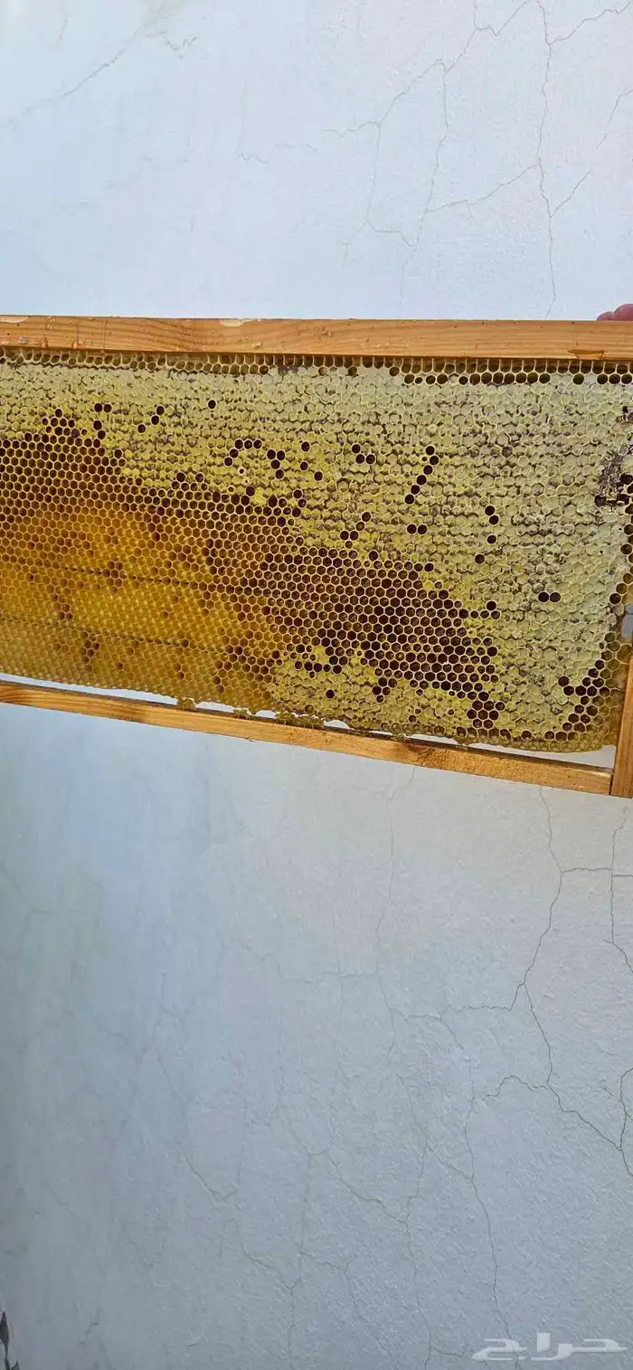 عسل زهرة الطلح 2