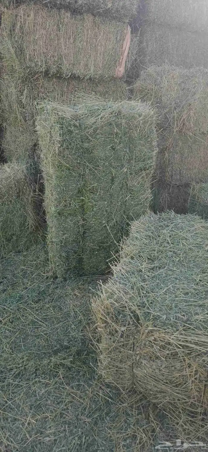 برسيم صافي ورق وعود ناعم 0